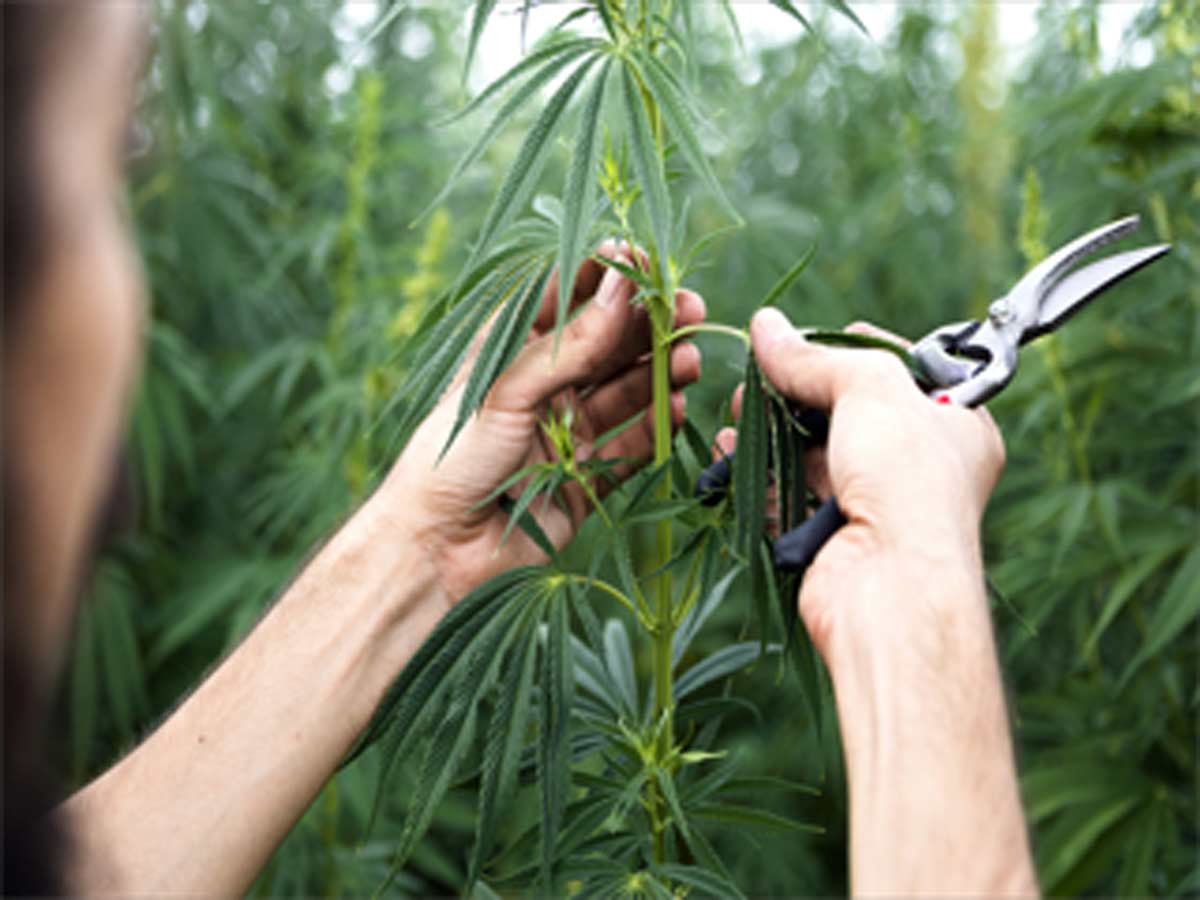 COVID-19 Impact on Industrial Hemp in Chemical and Materials Industry