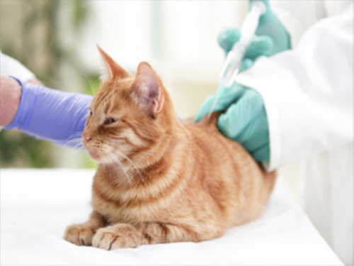 COVID-19 Impact on Veterinary Vaccines in Healthcare Industry