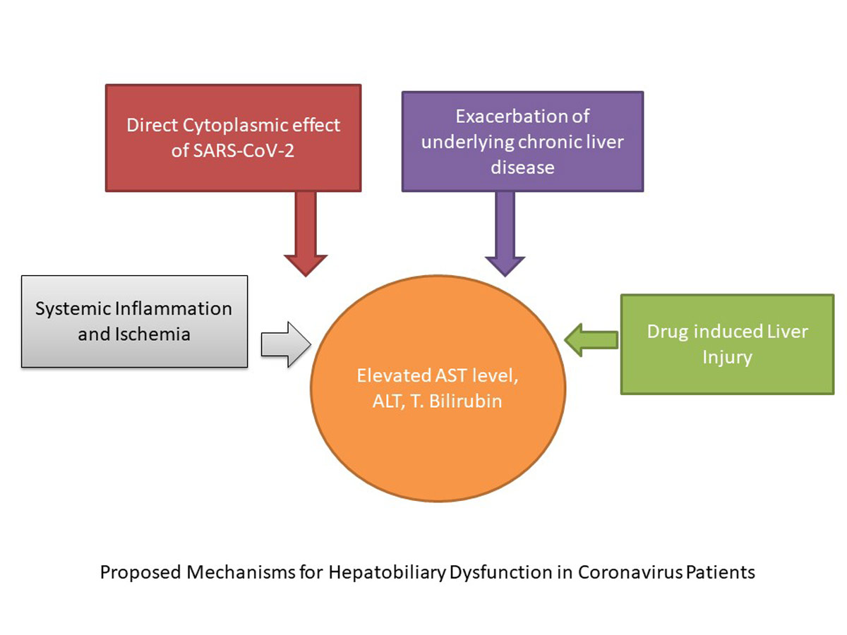 Proposed Mechanisms for Hepatobiliary Dysfunction in Coronavirus Patients 